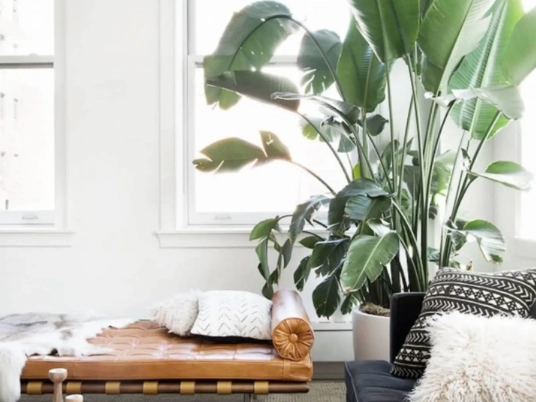 best floor plants for home