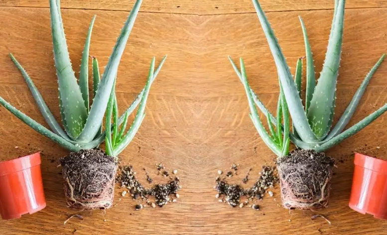 propagate aloe vera