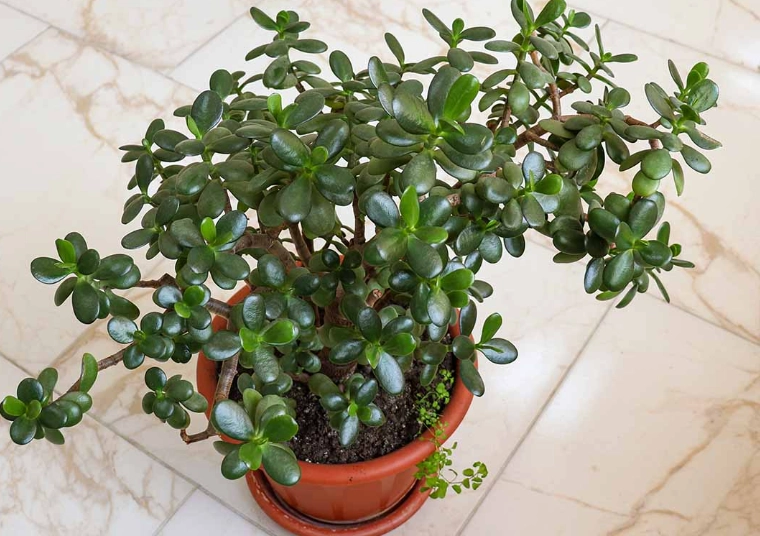 jade plant care jade plant care