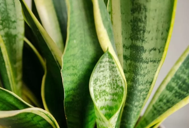 mother in law tongue care