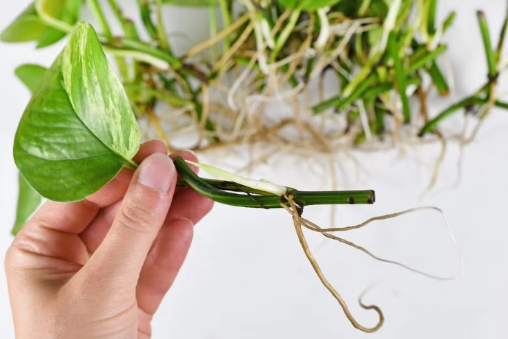 pothos propagation pothos propagation