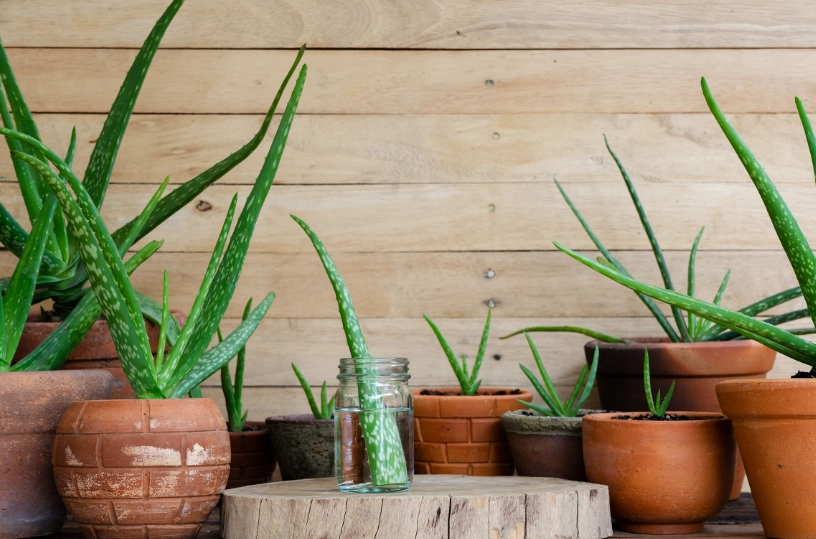 how to care for aloe