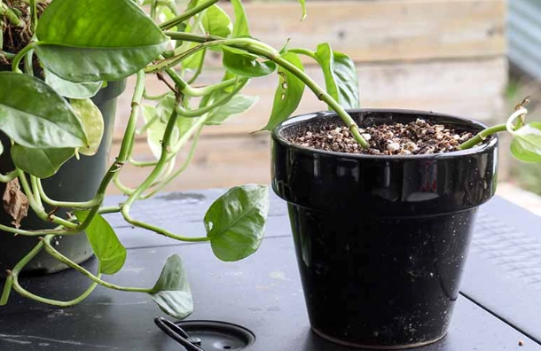 how to propagate pothos how to propagate pothos