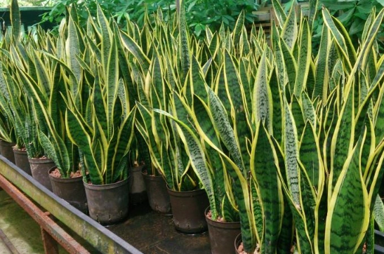 snake plants