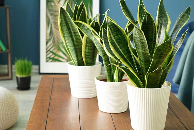 mother in law tongue care