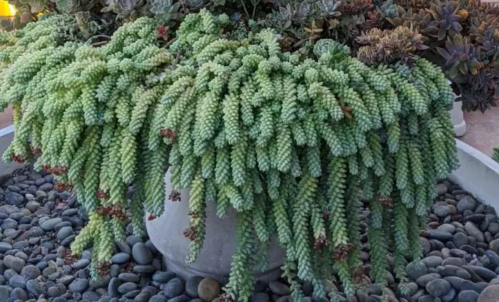 how to grow burro's tail