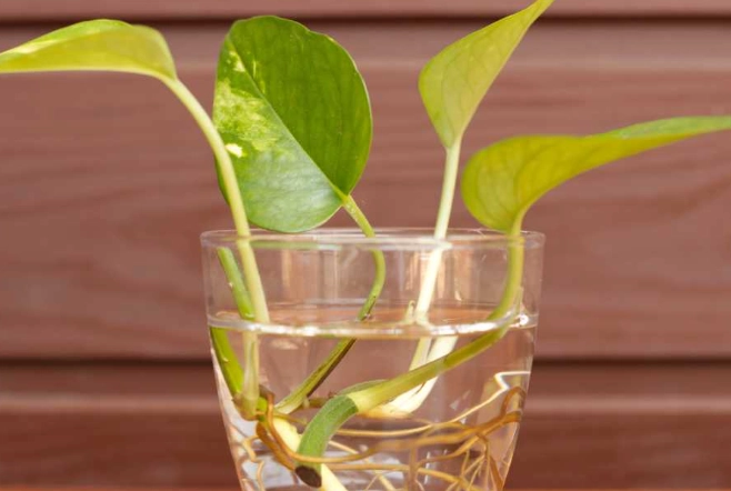 propagate pothos propagate pothos