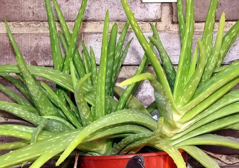 growing aloe vera