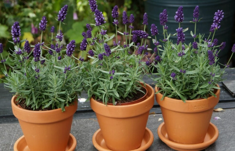lavender in pots care