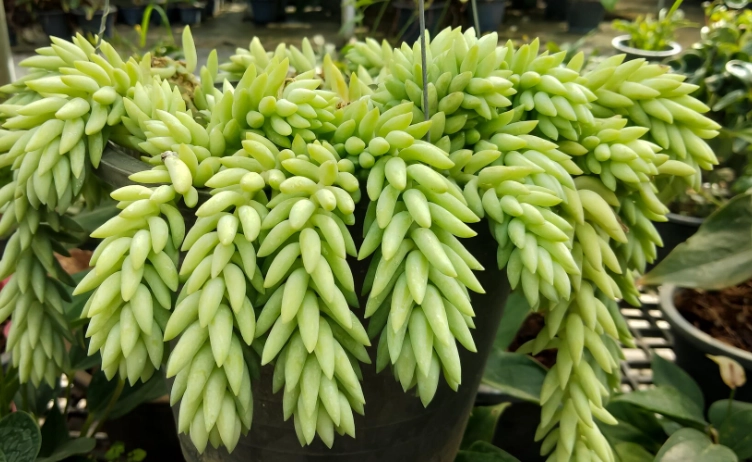 burro's tail
