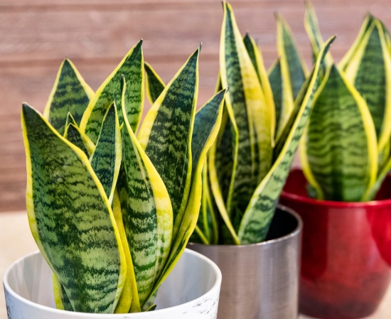 snake plant care