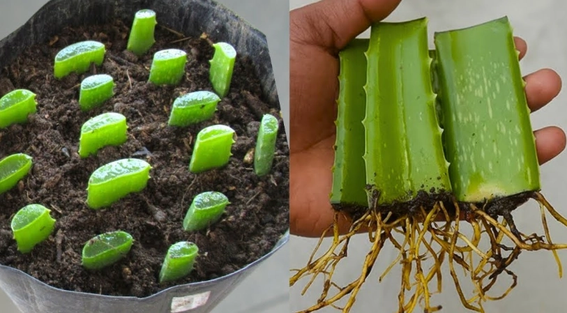 aloe vera pups