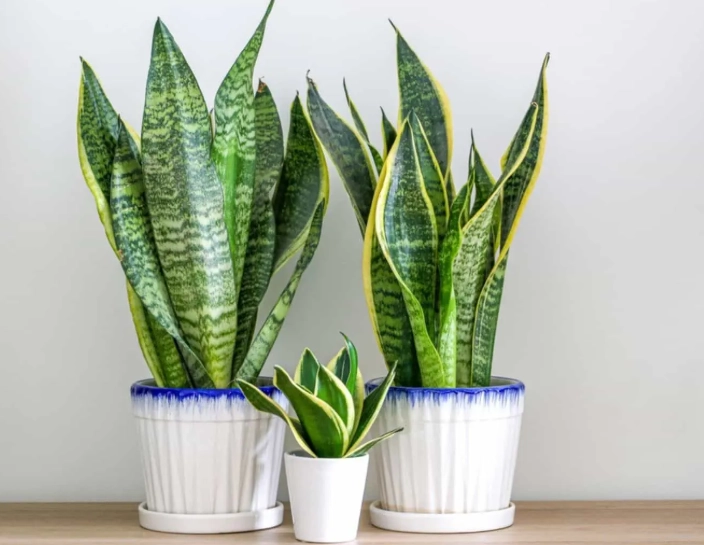 snake plant care