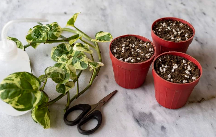 pothos propagation pothos propagation