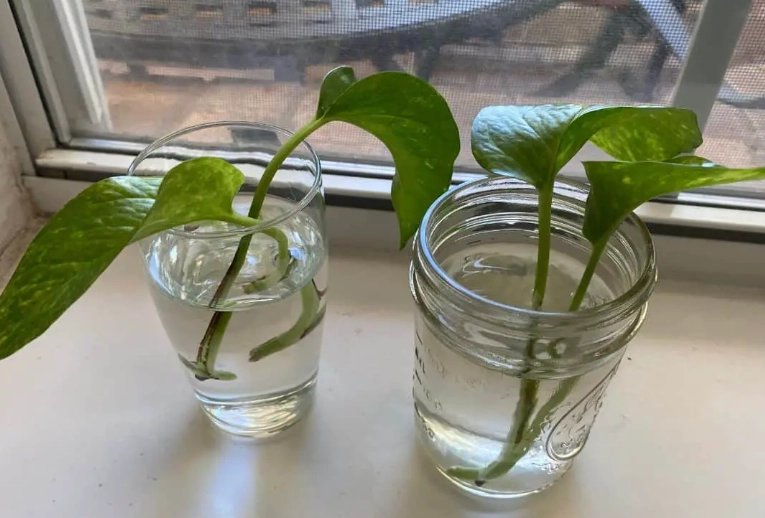 can you propagate pothos can you propagate pothos