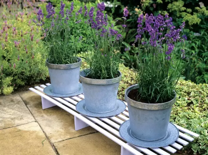 growing lavender in containers