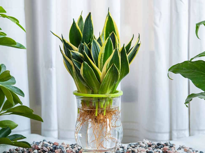 snake plant benefits