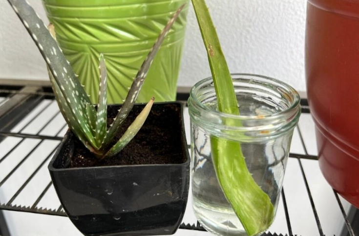 how do i propagate aloe vera