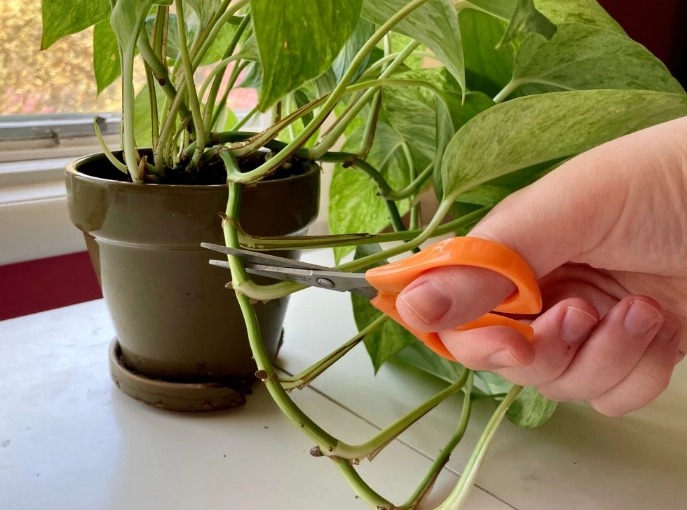 how to propagate pothos how to propagate pothos