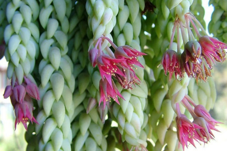 burro's tail plant care