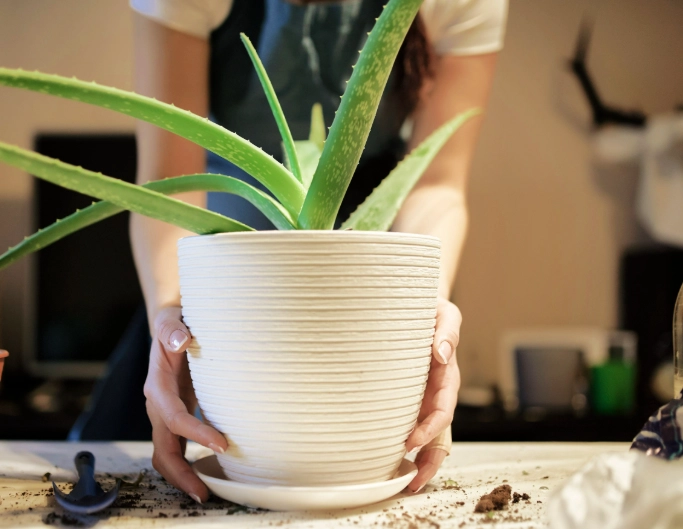 growing aloe vera