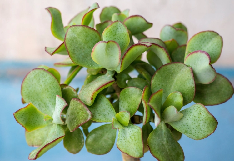 how to propagate jade plant how to propagate jade plant