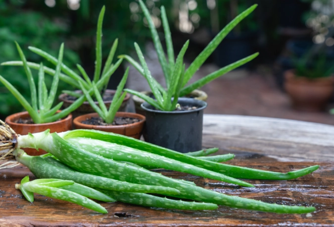 grow aloe from cuttings