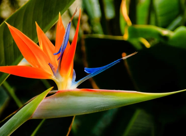 how to grow strelitzia