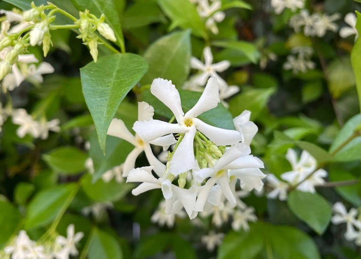 jasmine star plant