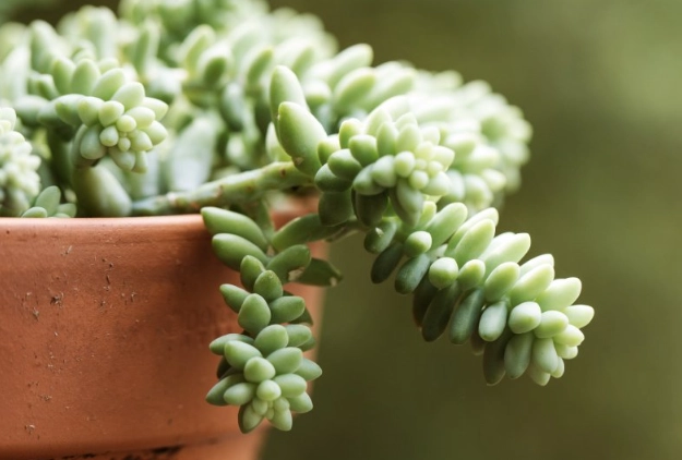 sedum morganianum