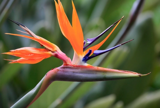 strelitzia plant