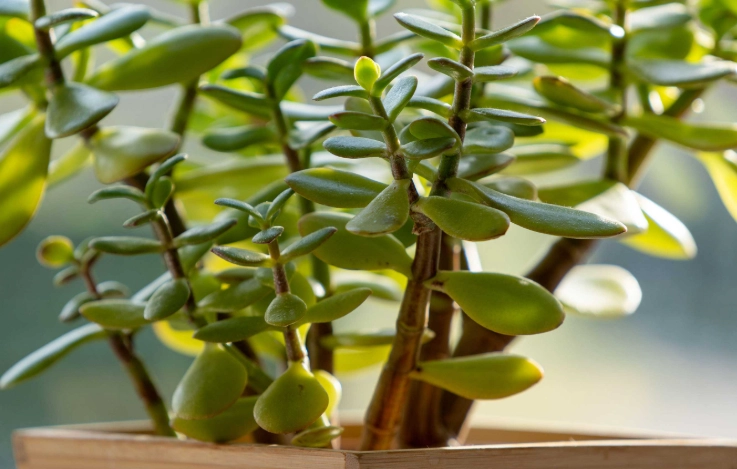 jade plant problems jade plant problems