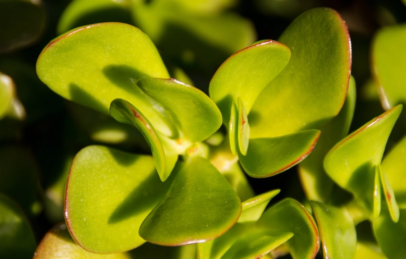 jade plant problems jade plant problems