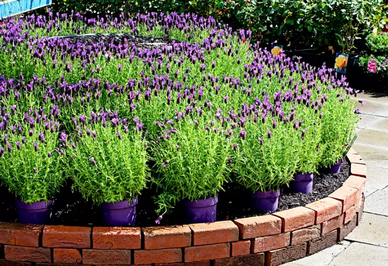 lavender in pots care