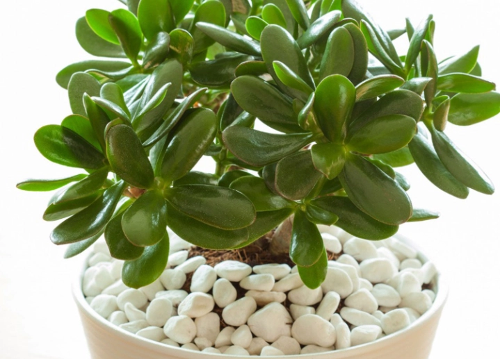 jade plants jade plants