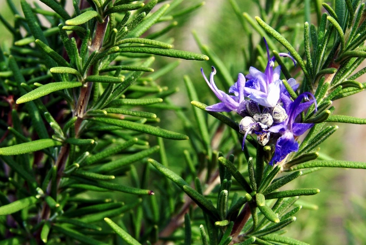 rosemary plant