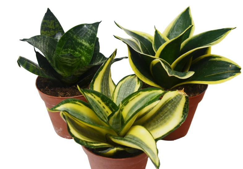 how to care for snake plant