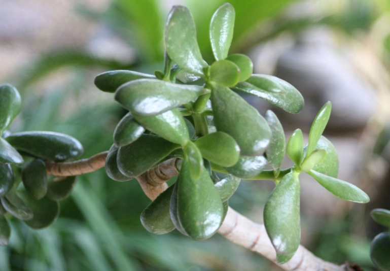 how to propagate jade plant how to propagate jade plant