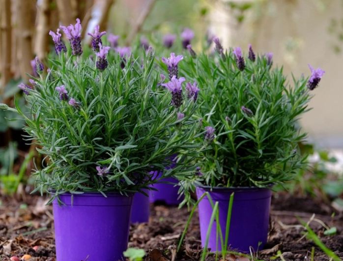 growing lavender in containers