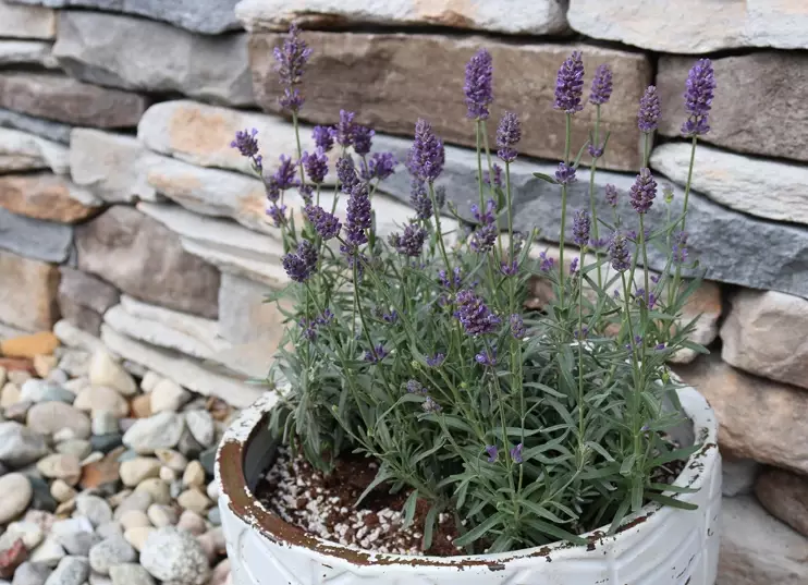 pot lavender tips