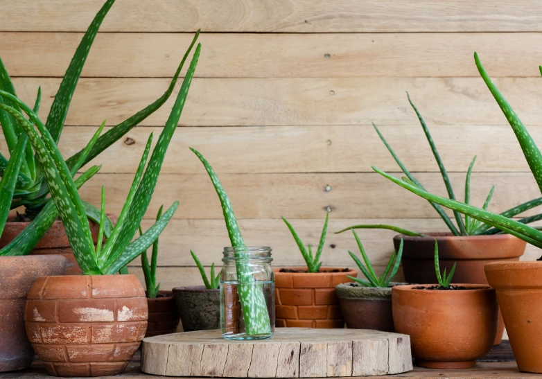 caring for aloe plants