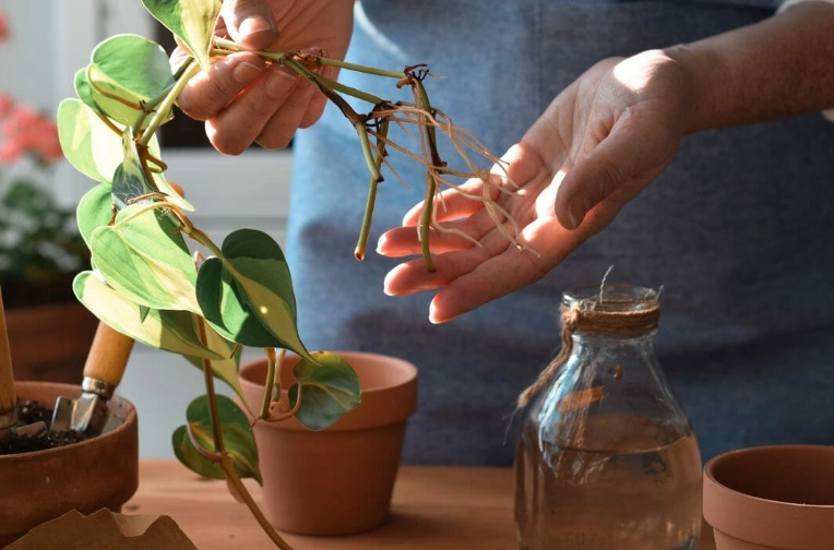 propagate pothos propagate pothos