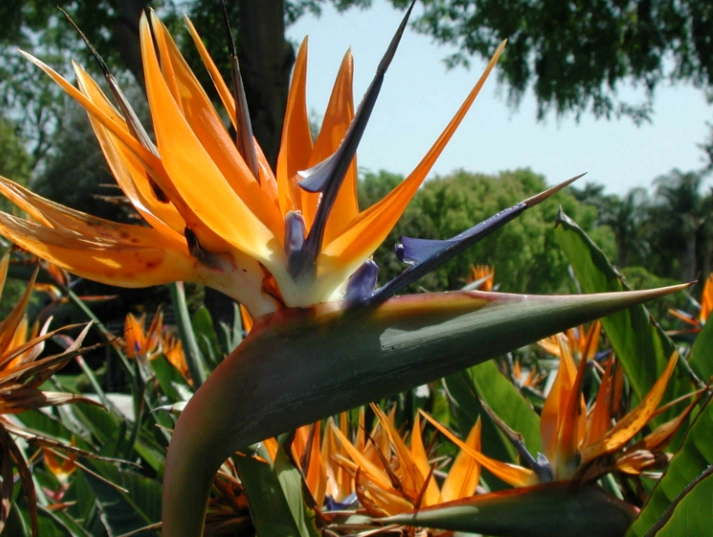 strelitzia nicolai