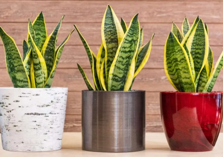 snake plant care indoors