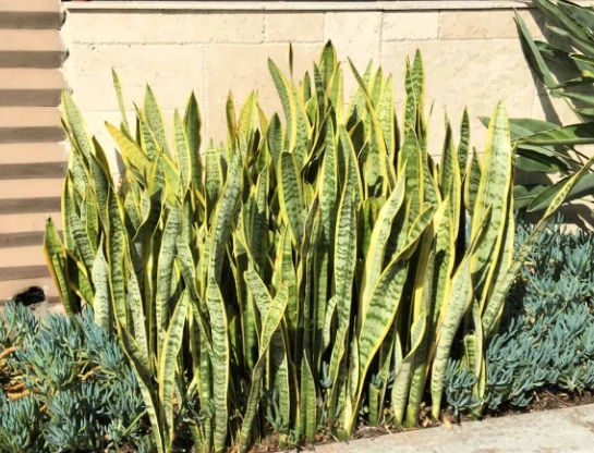 snake plant benefits