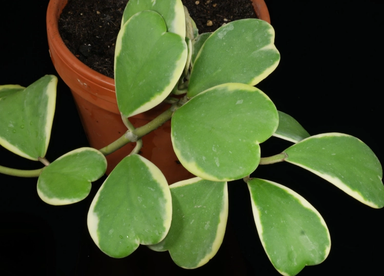 hoya kerii propagation