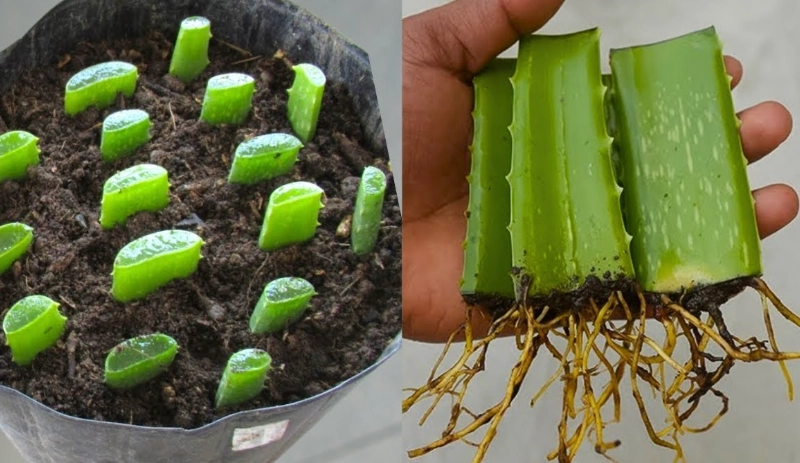 how to reroot aloe vera plants