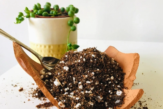 succulent soil mix