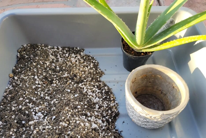 well-draining soil for succulents