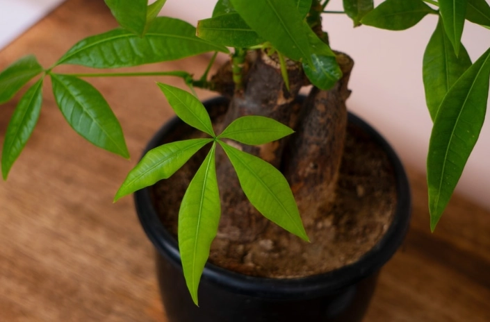 best soil for money tree